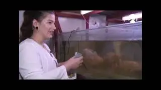 Ученые вуза Росрыболовства в Астрахани разработали корма для осетровых и биоиндикаторы состояния рыб