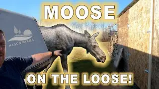 Moose On The Loose!  RV Leak Repair