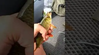 Красноперка поймана на стример