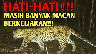 VIRALL!!! PENEMUAN MACAN TUTUL DI PATI JAWA TENGAH