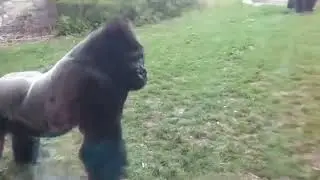 Look at this monkey