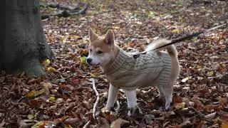 Killua at the woods