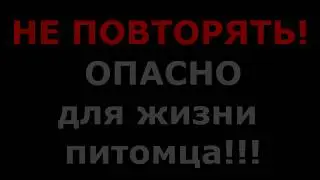 ЖИВОДЕРЫ И ЖИВОДЕРКИ УБИЛИ... / УЖАСНЫЕ ХОЗЯЕВА / ХОМЯК В ОПАСНОСТИ / ХОМКИ В УЖАСЕ / АЛИСА ИЗИ