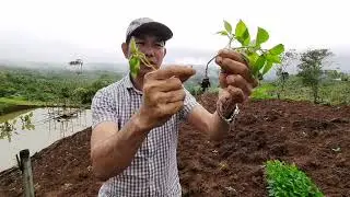 Things to avoid in Transplanting Chili Green - 