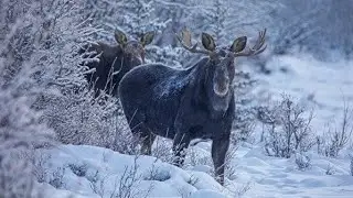 ОХОТА на ЛОСЯ  ДОРОГИ НЕТ  еле ВЫБРАЛИСЬ