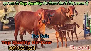 🧐 एक साथ दो गीर गौमाता  🔥👌 | For Sale | Dvgohil | 9099521524 #cow #gircow