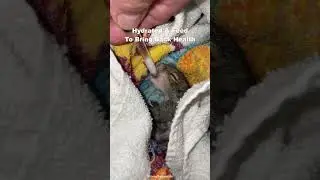 🇺🇸 RIP Peanut The Squirrel 🐿 from Earl The Squirrel