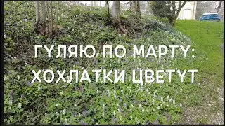 Гуляю по марту: Хохлатки цветут   2024