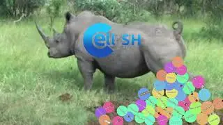 Cell.sh | Novatos Patéticos Que Atacan En Grupo ¡Cobardes!