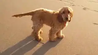 English Cocker Spaniel are so Adorable 💖💘🐶