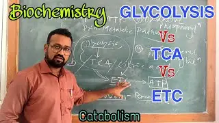Glycosysis Vs Kreb Cycle (TCA) Vs ETC (Electron Transport Chain) / Catabolism Biochemistry