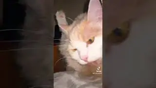 #cat ♥️♥️♥️♥️♥️♥️🐈🐈🤩🤩🤩🤩🤩🤩🤩 #catlove