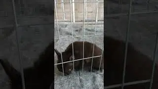 Filhotes de chihuahua disponíveis - informações WhatsApp 54 997046375