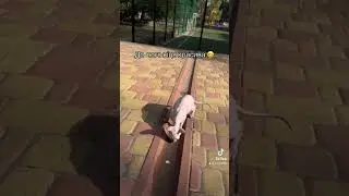 Мій маленький позитивчик та рятівник 😊