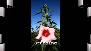 Tropical Looking Perennial Hibiscus