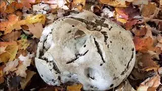 Looking For Giant Puffballs
