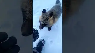 ченобурая лиса 