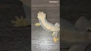 The Easiest Way to Help a Gecko Shed Its Old Skin 