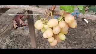 НОВИНКА!!! ГФ Винограда ФАНТАЗЁР (Калугин В.М.). 10.09.2023г.