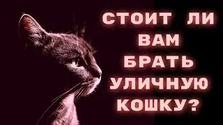 Стоит ли Вам брать уличную кошку?