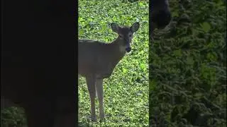 SUPER Unique Doe, What Would You Call This Deer? 
