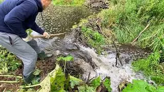 BEAVER DAM REMOVAL WITH HAND MADE TOOL THE BEST TOOL