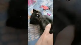 Собака бывает кусачей... 