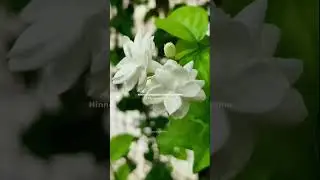 నీహారిక నీహారిక నువ్వే నేనిక 💗