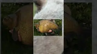 карась попустил 2017 Хэ 