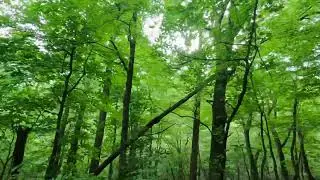 8 Minutes Thru Woods- Relaxing Ride Near Mt. Mitchell- Celo NC
