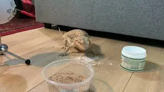 ASMR GumChu - Eating Sounds - Crunchy, Bearded Dragon Feeding, and Gum Chewing