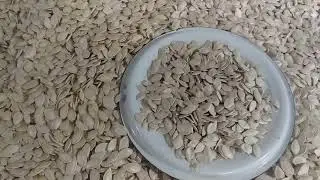 гарбуз ДАНКА полька