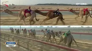 إيذاع للشيوخ - المرموم 3-11-2024 ش15 الشاهينية لـ هجن العاصفة - غياث الهلالي 7:56:7