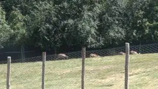 orecchiella parco naturale
