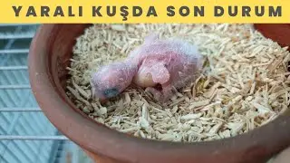YARALI KUŞU KURTARDIK