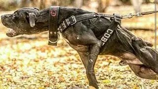 American Pitbull Terrier - Supreme Dog