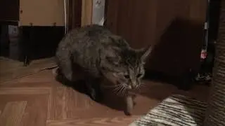 Рвота у кошки