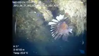 Lionfish in the Gulf of Mexico