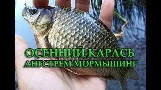 ОСЕННИЙ КАРАСЬ 2019. ÅНГСТРЕМ МОРМЫШИНГ