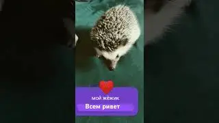 #ёжик #класснаяпесня