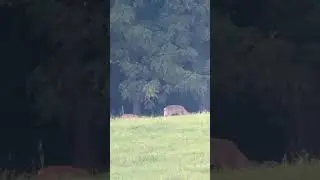 Weird racked, little buck! #huntshootlive #huntlife #deerhunting #deerhunter #whitetaildeer #hunt