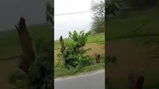 Natural Beauty Of Village