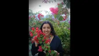 Um Pé de Quê?  BOUGAINVILLE
