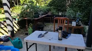 Cuttings and starter plant maintenance (live and ASMR-ish!)