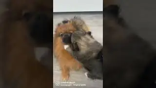 Pomeranian puppy and Bite of a lion for touchy touchy