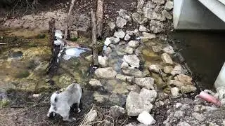 Kangal Kıtmir ile Doğada gezmeler