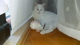 Sigaraya zam !!!! Sigara fiyatları......