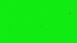 Birds Flying Green Screen Effects 4K