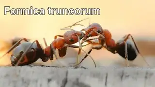 FORMICA TRUNCORUM - самые интересные муравьи