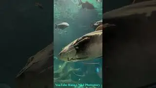 #москвариум
